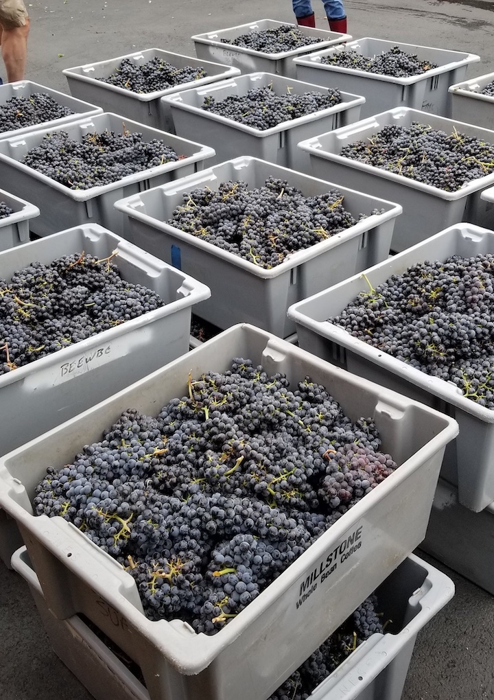 GrapesInBins Smaller