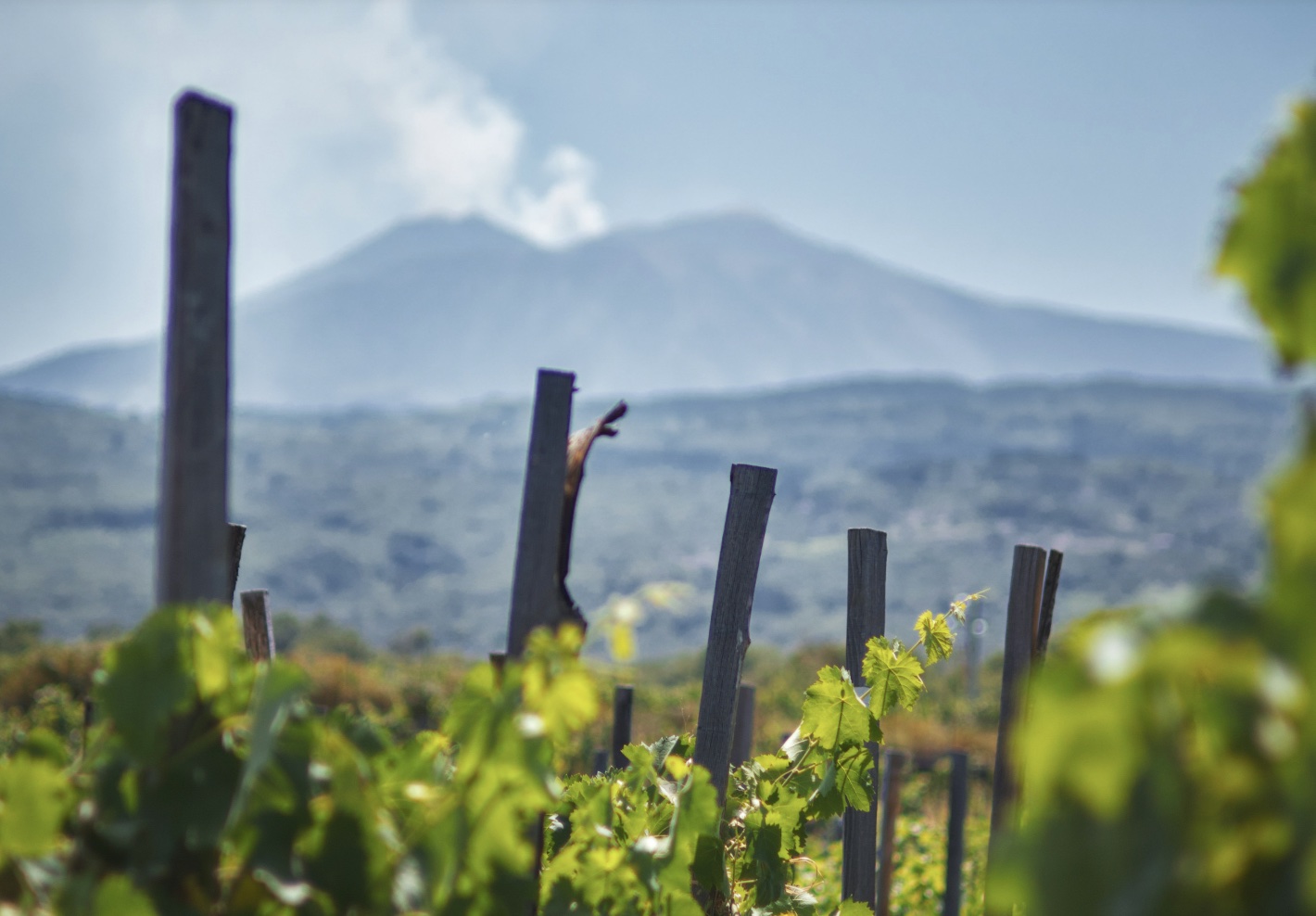 BomSommGreenVines